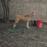 سگ ماده خراسانی ۱۳ میلیون