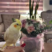 عروس بسیار ناز و زیبا