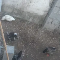 اوردک محلی|حیوانات مزرعه|لولمان, |دیوار