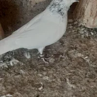 کبوتر|پرنده|خمینی‌شهر, |دیوار