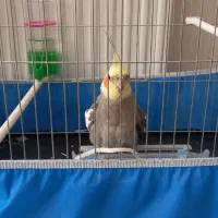 عروس هلندی نر حرف زن