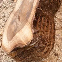 خدمات برش چوب با رام و فلکه|خدمات پیشه و مهارت|قائمشهر, |دیوار