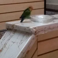 طوطی برزیلی کاملا دستی نر و ماده 11ماه هستن|پرنده|نجف‌آباد, فاز ۲ شهرک آزادگان|دیوار