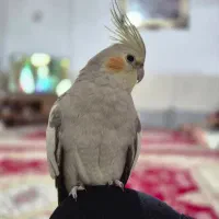 عروس هلندی ماده خاکستری|پرنده|مشهد, نیزه|دیوار