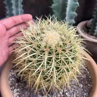 کاکتوس اچینو