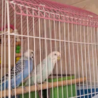 پرنده|پرنده|اصفهان, پروین|دیوار