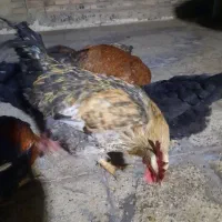 فروش خروس محلی