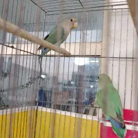 طوطی برزیلی.مرغ عشق|پرنده|ایذه, |دیوار