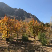 فروش۲۲۰۰ مترباغ جاده چالوس|فروش دفتر صنعتی، کشاورزی، تجاری|آسارا, |دیوار