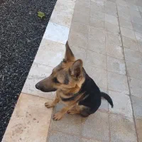 سگ گرگی|سگ|قنوات, |دیوار