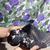 کبوتر جوجه عالی|پرنده|قرچک, پارک جنگلی|دیوار