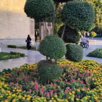 باغبان هرس فرم دهی درخت شمشاد