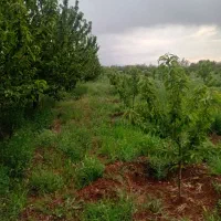 باغ زیبا|فروش زمین و ملک کلنگی|هیر, |دیوار
