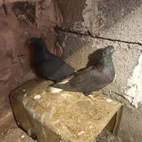 زاغ دم سفید