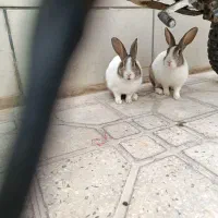 خرگوش|موش و خرگوش|جهرم, |دیوار