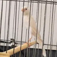 قناری نره|پرنده|کرمانشاه, |دیوار