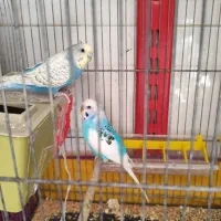 مرغ عشق رنگین کمانی