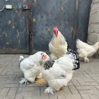 تخم نطفه دار برهما لایت و بلک اصیل
