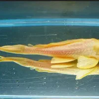 ماهی و لوازم اکواریم|ماهی|قرچک, زیبا شهر|دیوار