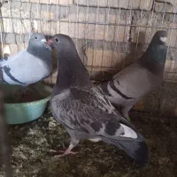 پلاکی
