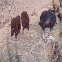 میش داشتی|حیوانات مزرعه|اسفراین, |دیوار