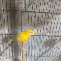 قناری|پرنده|کهریزک, |دیوار