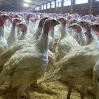 بوقلمون گوشتی