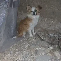 پاکوتاه ۸۵۰ ماده