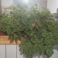 فروش گل|گل و گیاه طبیعی|داران, |دیوار