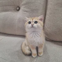 گربه بریتیش گلد نر و ماده ۲ ماهه