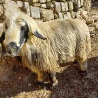 فروش قوچ تخمی گله