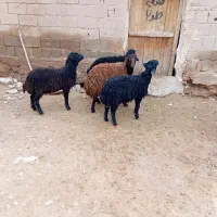 بره نر پای پروار