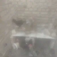 مرغ و خروس
