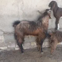 پاچن ۳تایی هم برای مال دری هم کوشتن