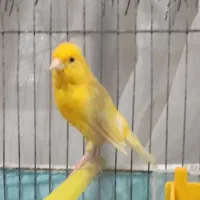 قناری نر طلایی بخون  مست مست