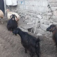 ۲راس کوسفند جوان یکی زاییده یکی آبستن با۳راس بز