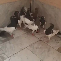 هشت عدد نر و ماده یهودی