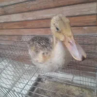 جوجه اردک|پرنده|شهریار, شهرک نماز (دینار آباد)|دیوار