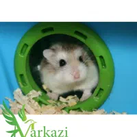 همستر مینیاتوری|موش و خرگوش|بندرعباس, |دیوار