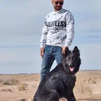 واگذازی|سگ|تهران, ولنجک|دیوار