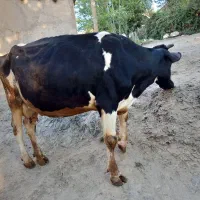 گاو ماده همراه گوساله اش|حیوانات مزرعه|موچش, |دیوار