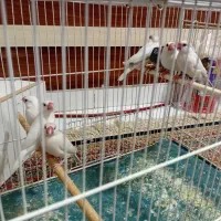 فنچ نرگسی ایزابلا معاوضه باکوتوله