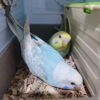 مرغ عشق مولد ب همراه جوجه