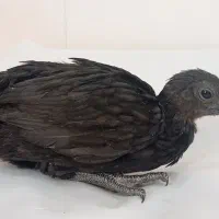 جوجه ایام سمانی|حیوانات مزرعه|شیراز, سلطان آباد|دیوار