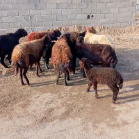 میش زاییده|حیوانات مزرعه|تربت جام, جامرود|دیوار