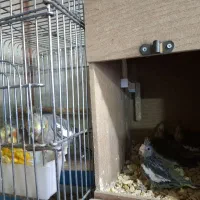 عروس هلندی مولد با جوجه|پرنده|تهران, وحیدیه|دیوار