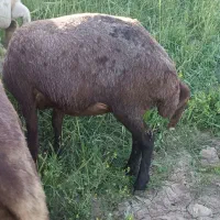 میش بره