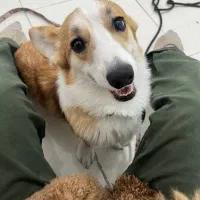 پانسیون نگهداری و آموزشی سگ|خدمات پیشه و مهارت|تهران, بوستان چیتگر|دیوار