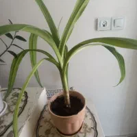 برگ موزی گل معاوضه