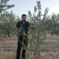 فروش نهال های پایه رویشی|خدمات باغبانی و درختکاری|همدان, |دیوار